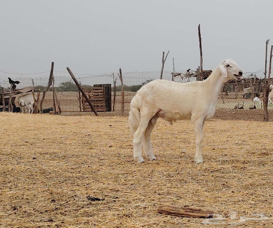 مشروع فحل تم البيع64586439276545110