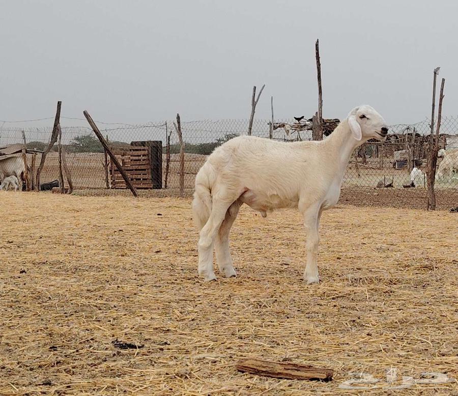 مشروع فحل تم البيع64586439276545111