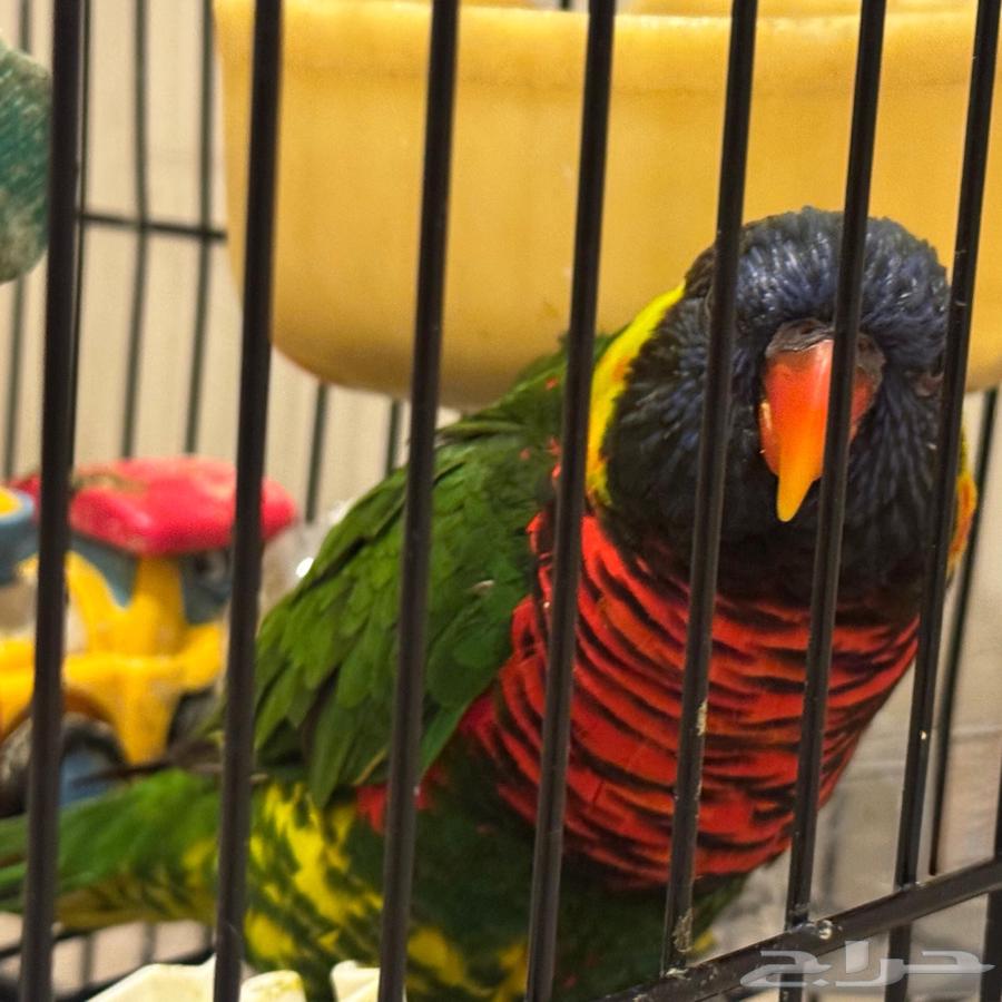 ببغاء اللوري64581759643651112