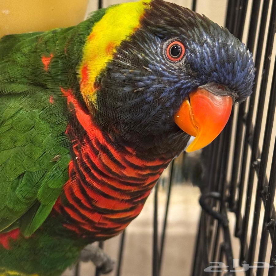 ببغاء اللوري64581759643651111