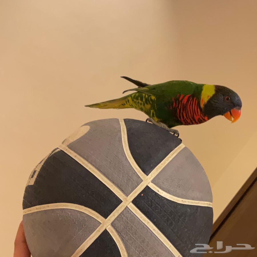 ببغاء اللوري64581759643651114