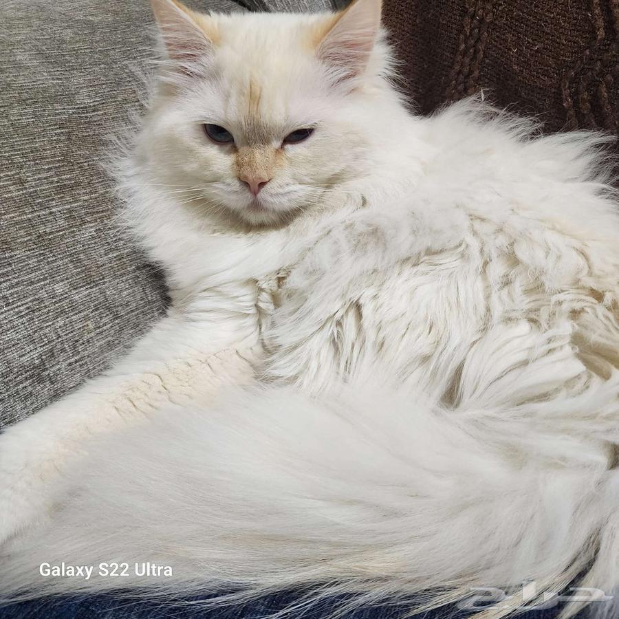 قط شيرازي للبيع64585295373442110