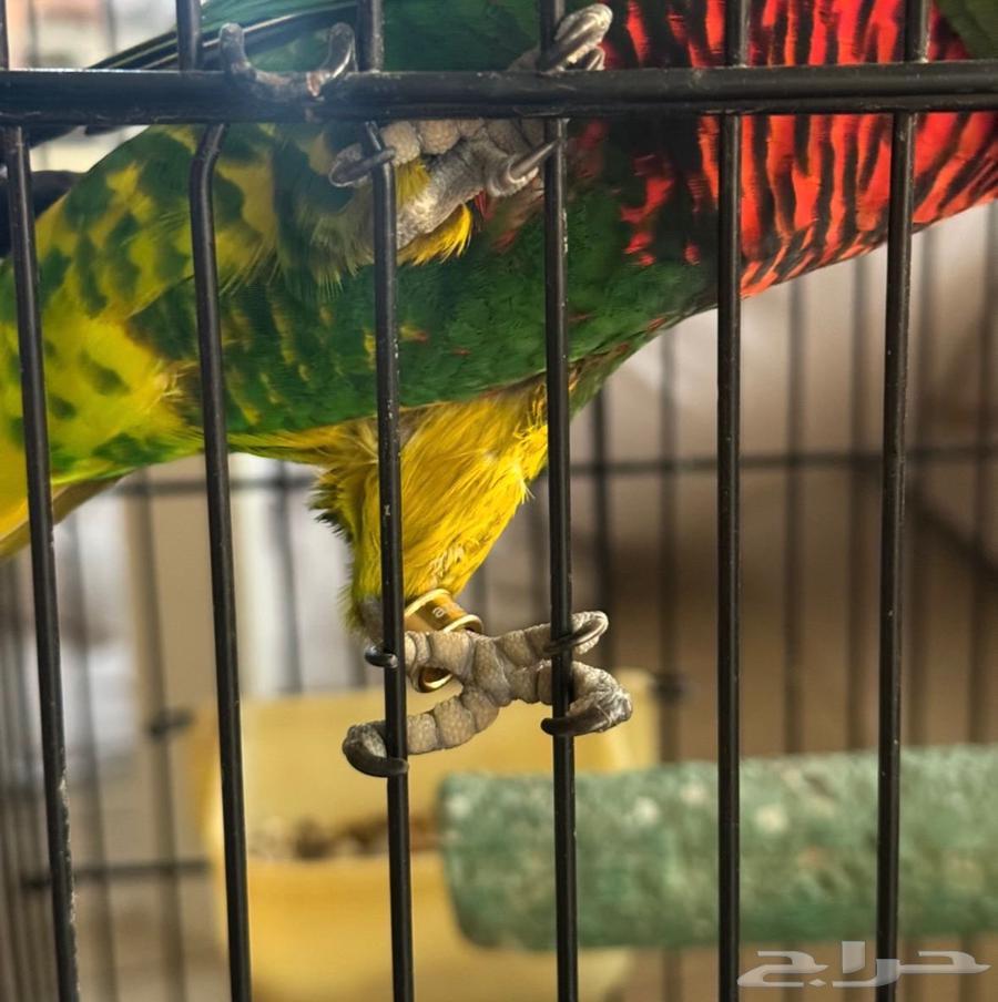 ببغاء اللوري64581759643651110