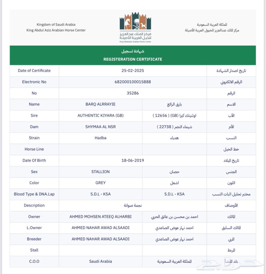 حصان مصري بيور فحل64583471098243111
