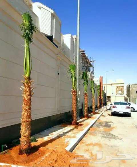 نخل واشنطني واشنطن زينه امريكي للبيع64591610462722113