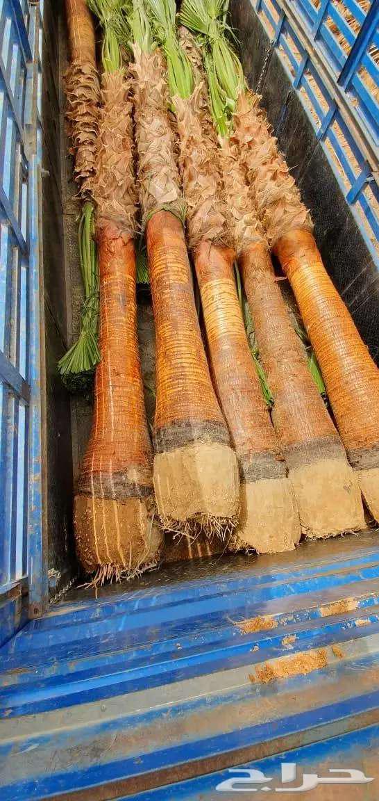 نخل واشنطني واشنطن زينه امريكي للبيع64591610462722111