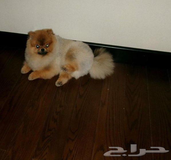 بومرينيان64596042600835111