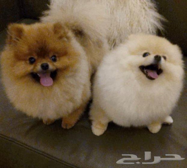 بومرينيان64596042600835112