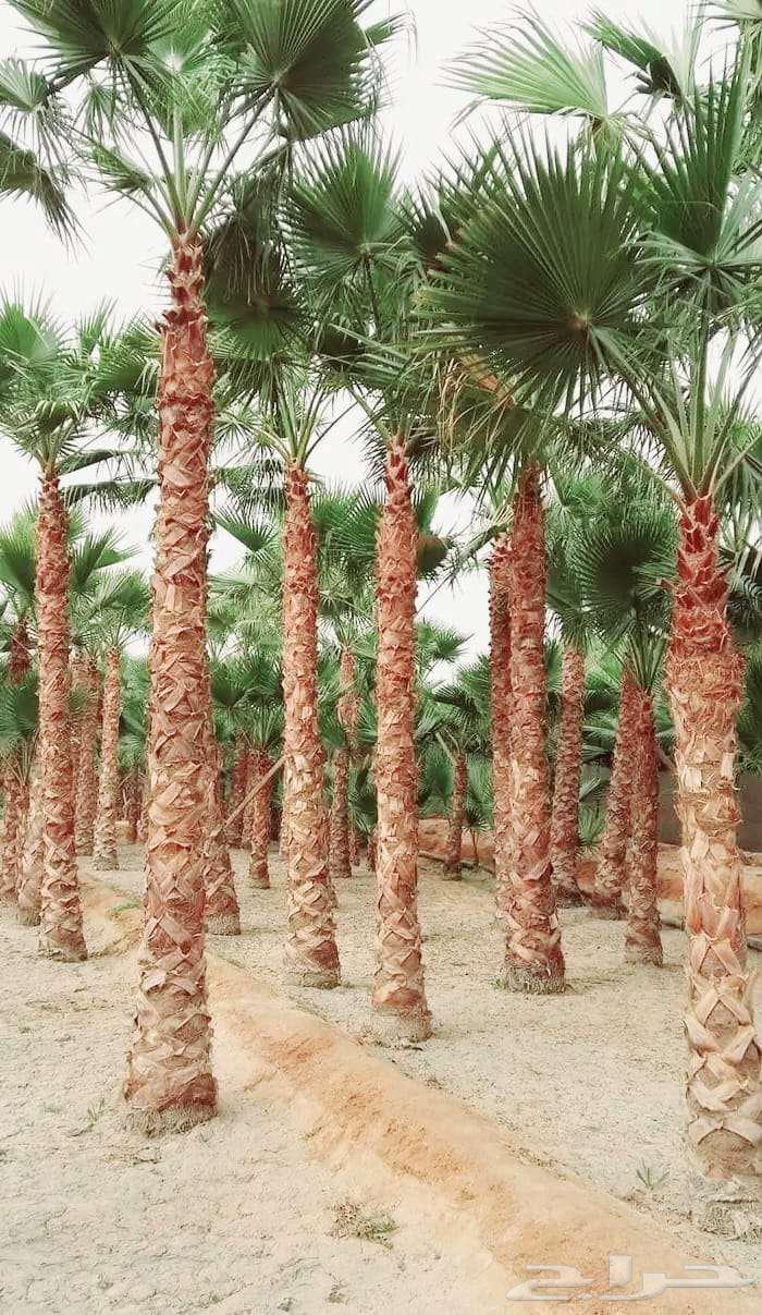 نخل واشنطني واشنطن زينه امريكي للبيع64591610462722110