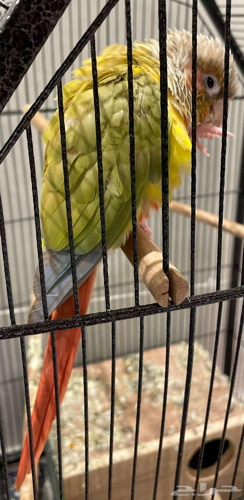 كنيور اناناس   كروان كوكتيل64594479181441110