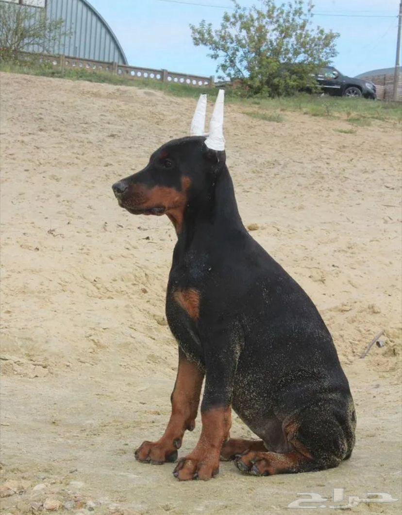 جراء دوبرمان أصبله استيراد روسيا64590618690947110