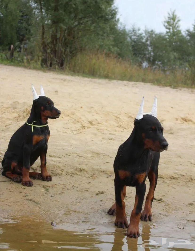 جراء دوبرمان أصبله استيراد روسيا64590618690947113