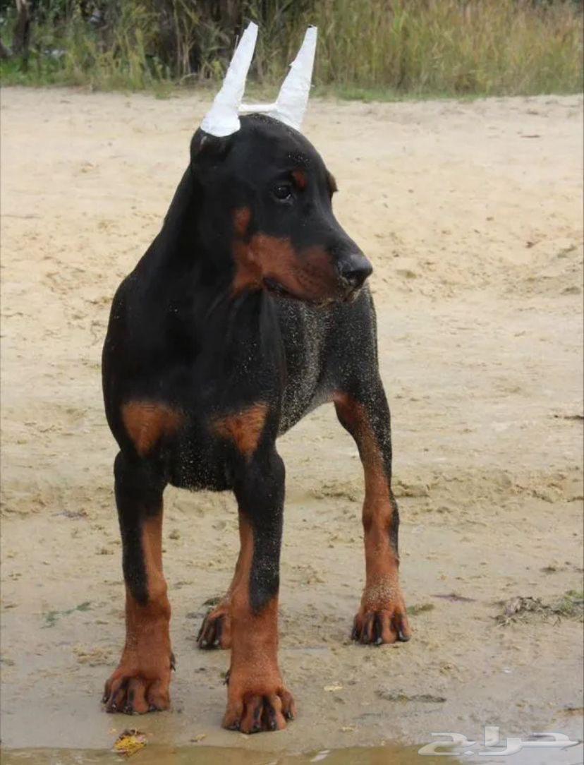 جراء دوبرمان أصبله استيراد روسيا64590618690947111