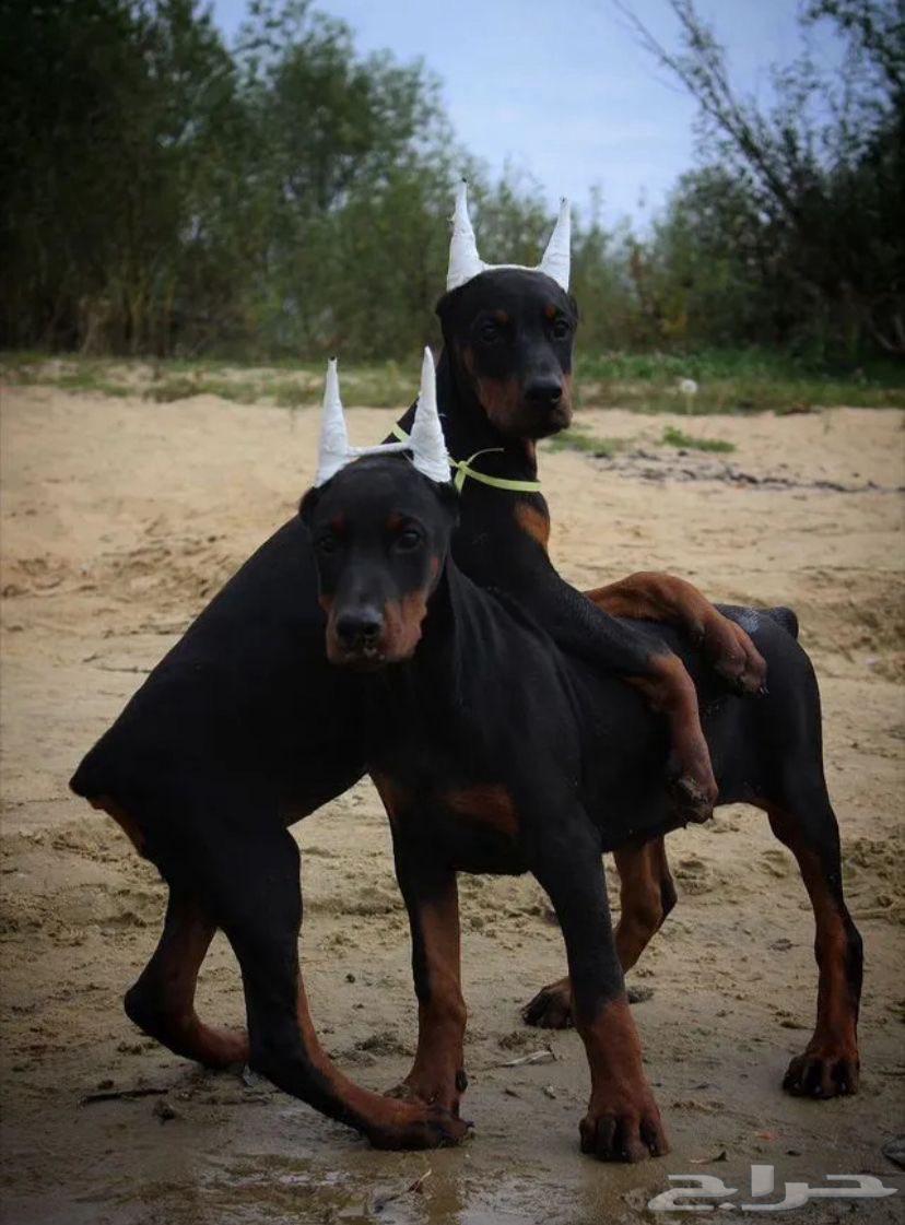 جراء دوبرمان أصبله استيراد روسيا64590618690947112