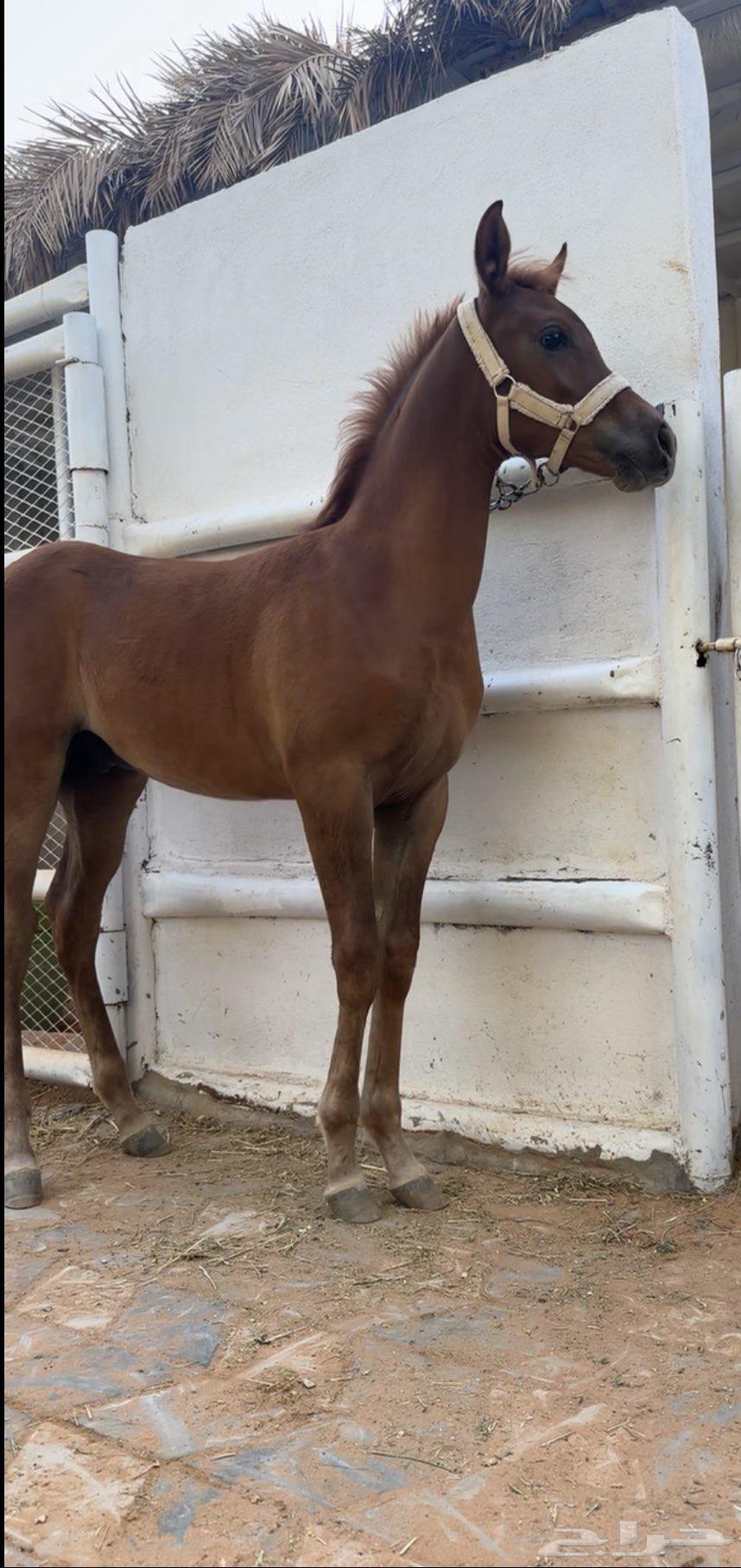 Muath and Sheikh64589952887298111