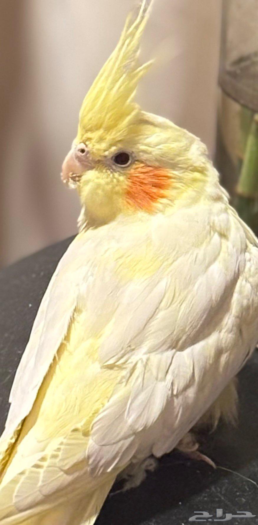 كروان للبيع64591177829249110