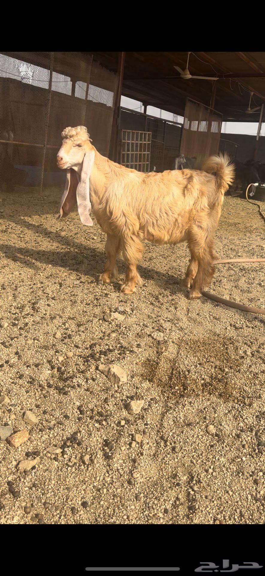 تيس عارضي اااصفر فاخر معرف تم البيع64589450892674111