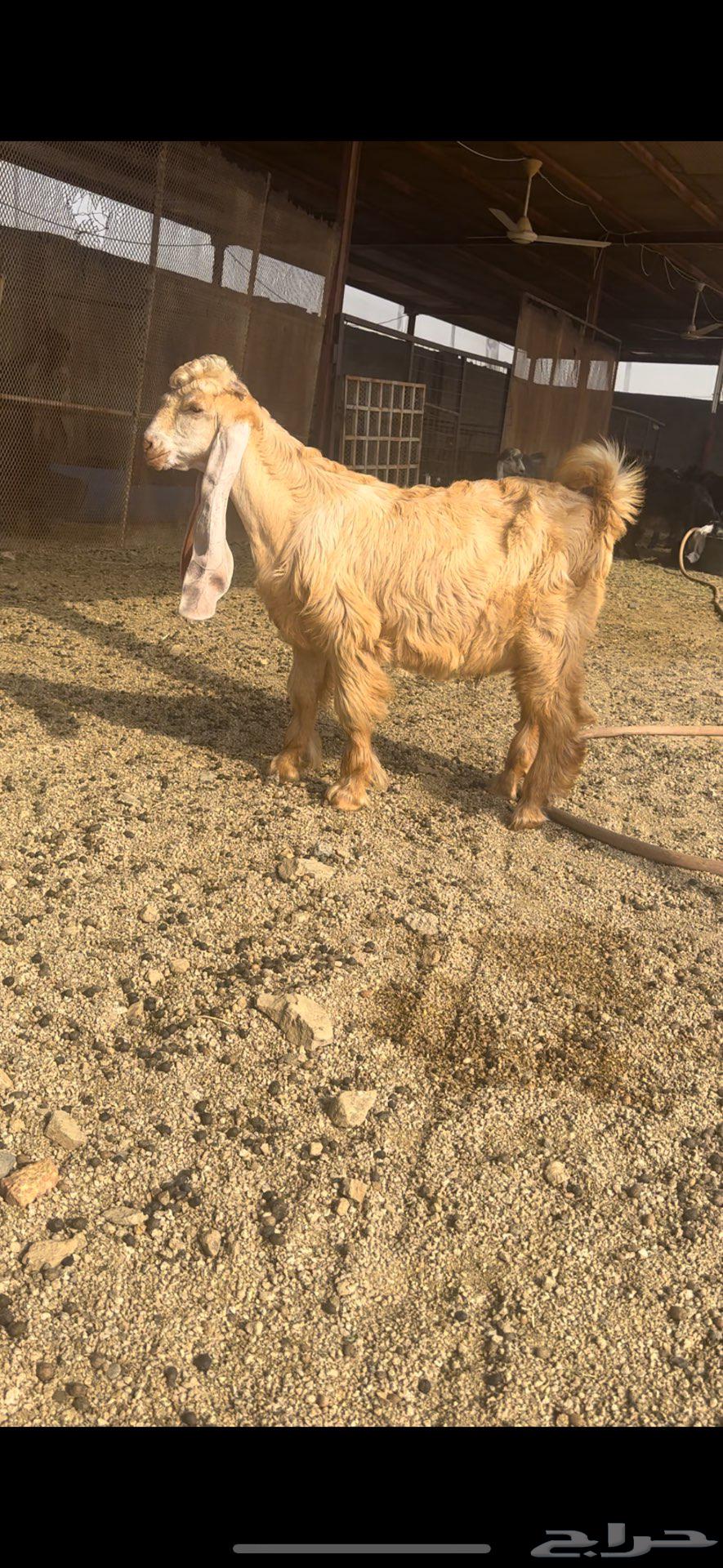 تيس عارضي اااصفر فاخر معرف تم البيع64589450892674112