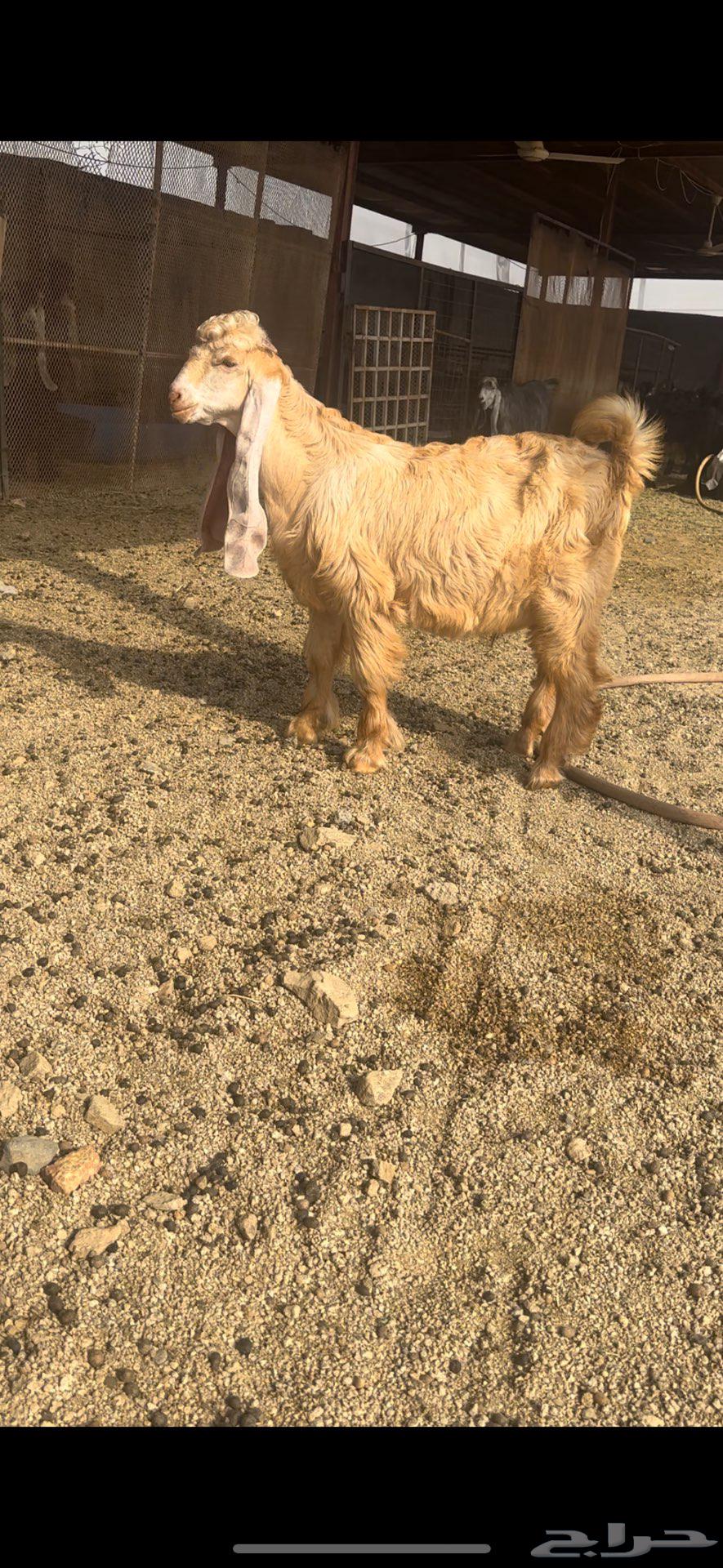 تيس عارضي اااصفر فاخر معرف تم البيع64589450892674110