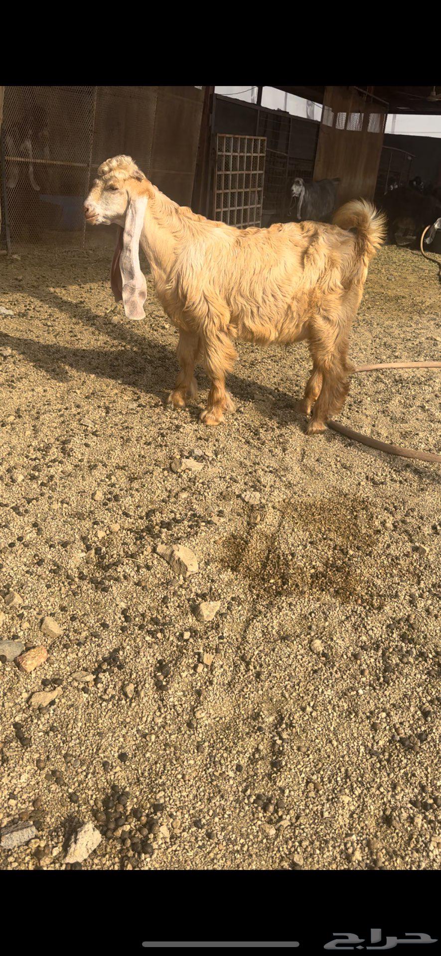 تيس عارضي اااصفر فاخر معرف تم البيع64589450892674113