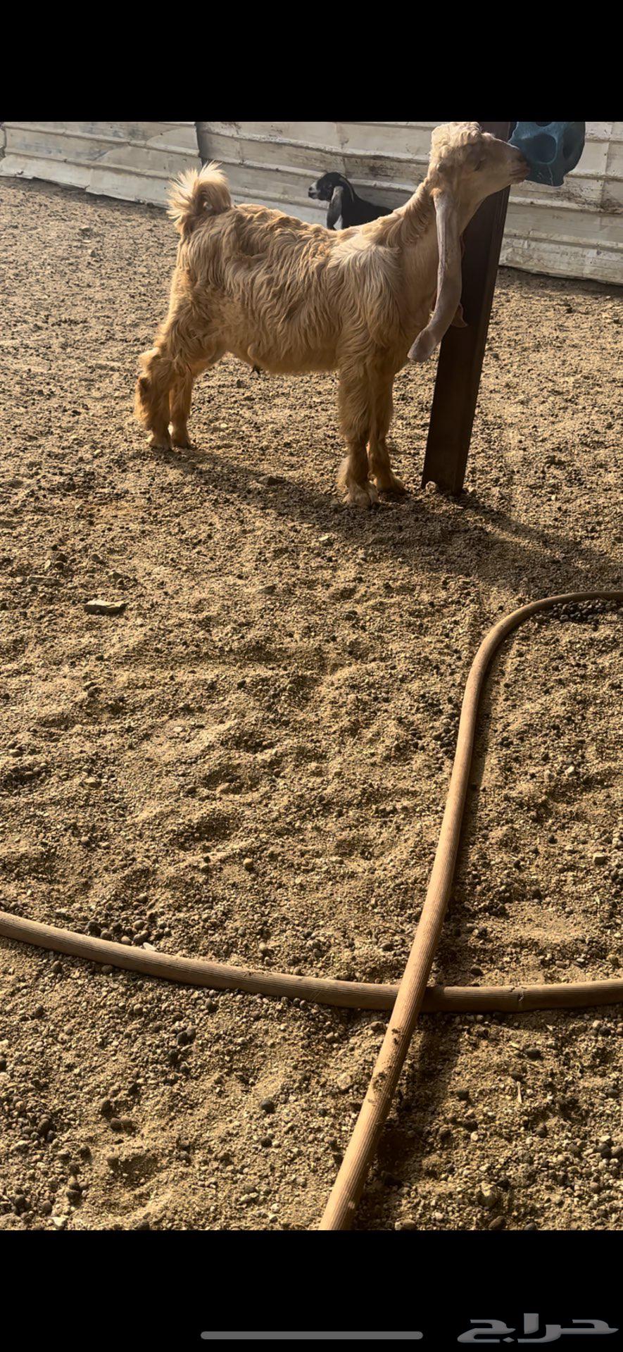 تيس عارضي اااصفر فاخر معرف تم البيع64589450892674114