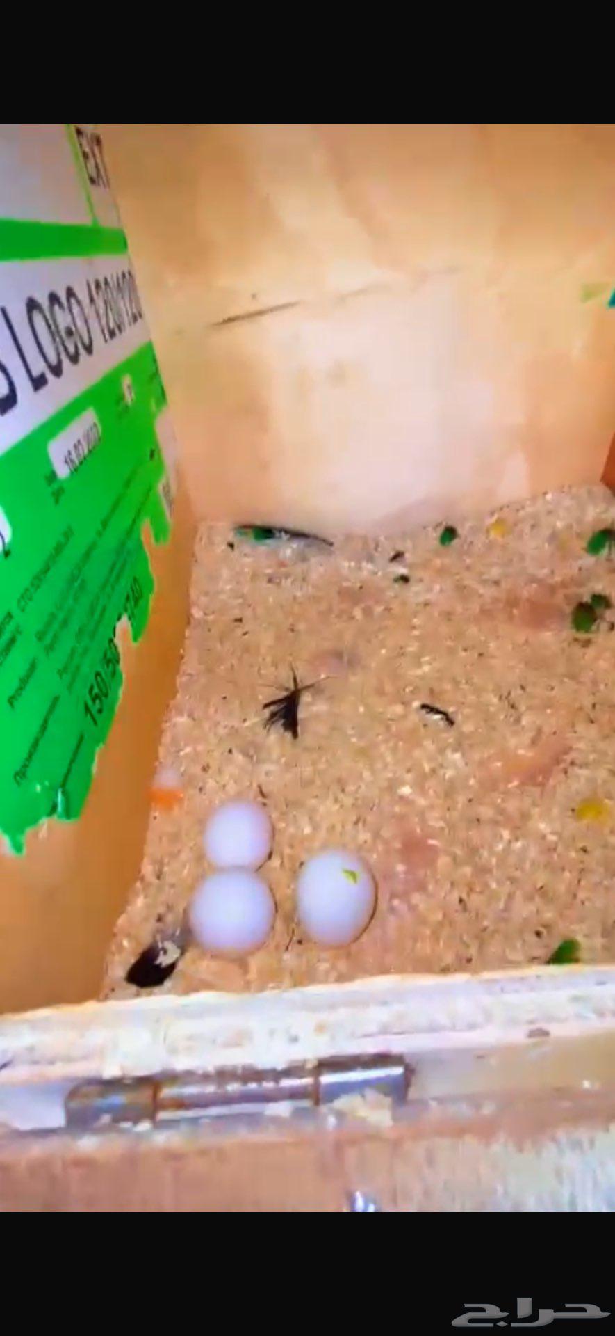 Cake condition product64590102206465111