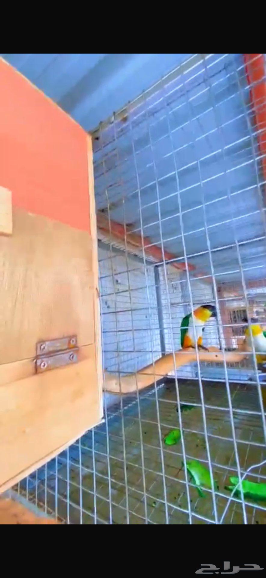 Cake condition product64590102206465110