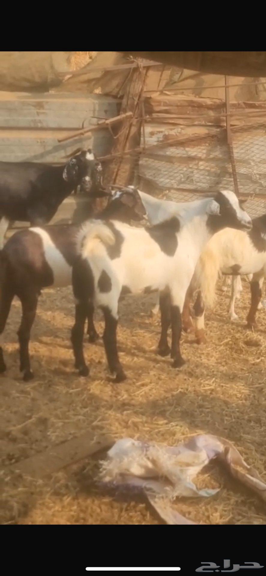 تيوس بلديه جذعان ع الشرط متوفر تابي وتمارا64591177836546114