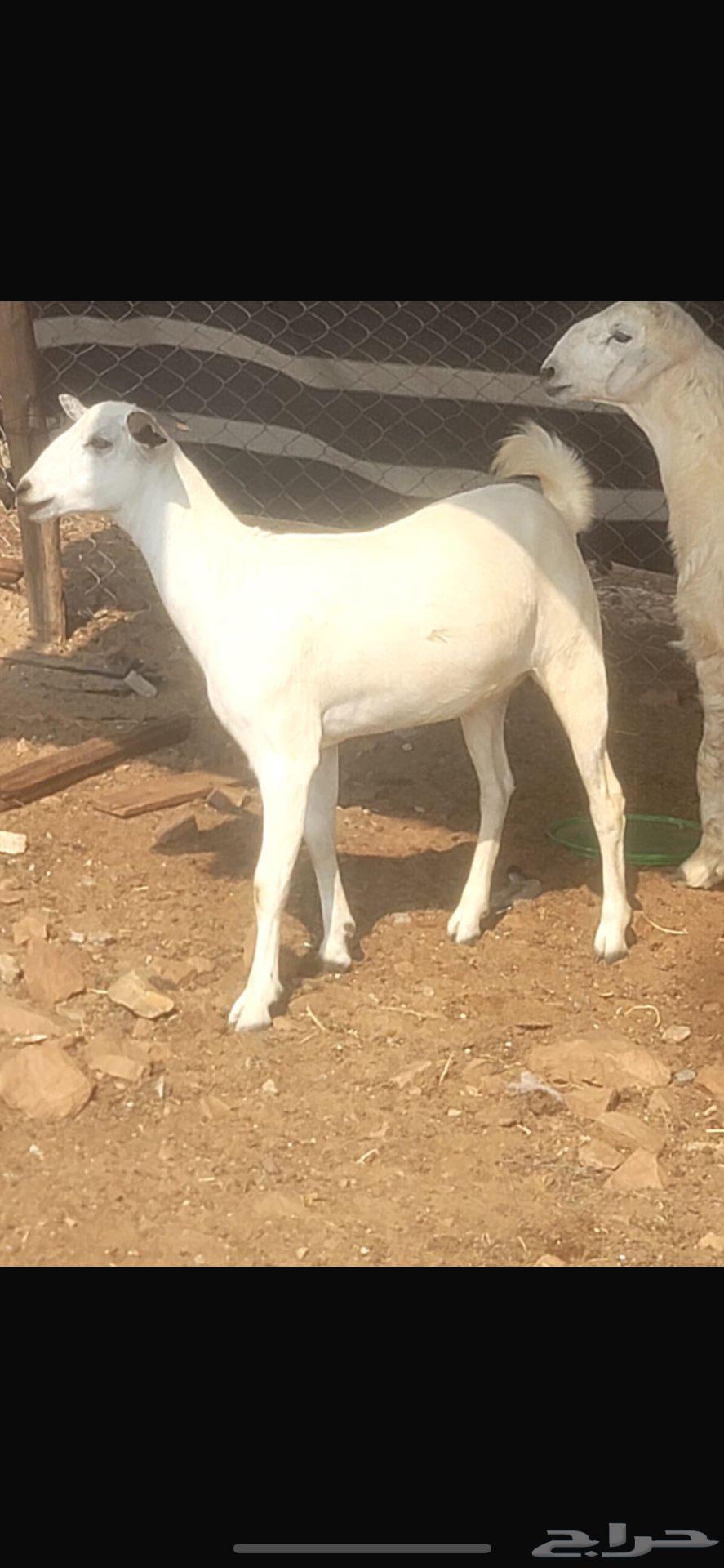 تيوس بلديه جذعان ع الشرط متوفر تابي وتمارا64591177836546111