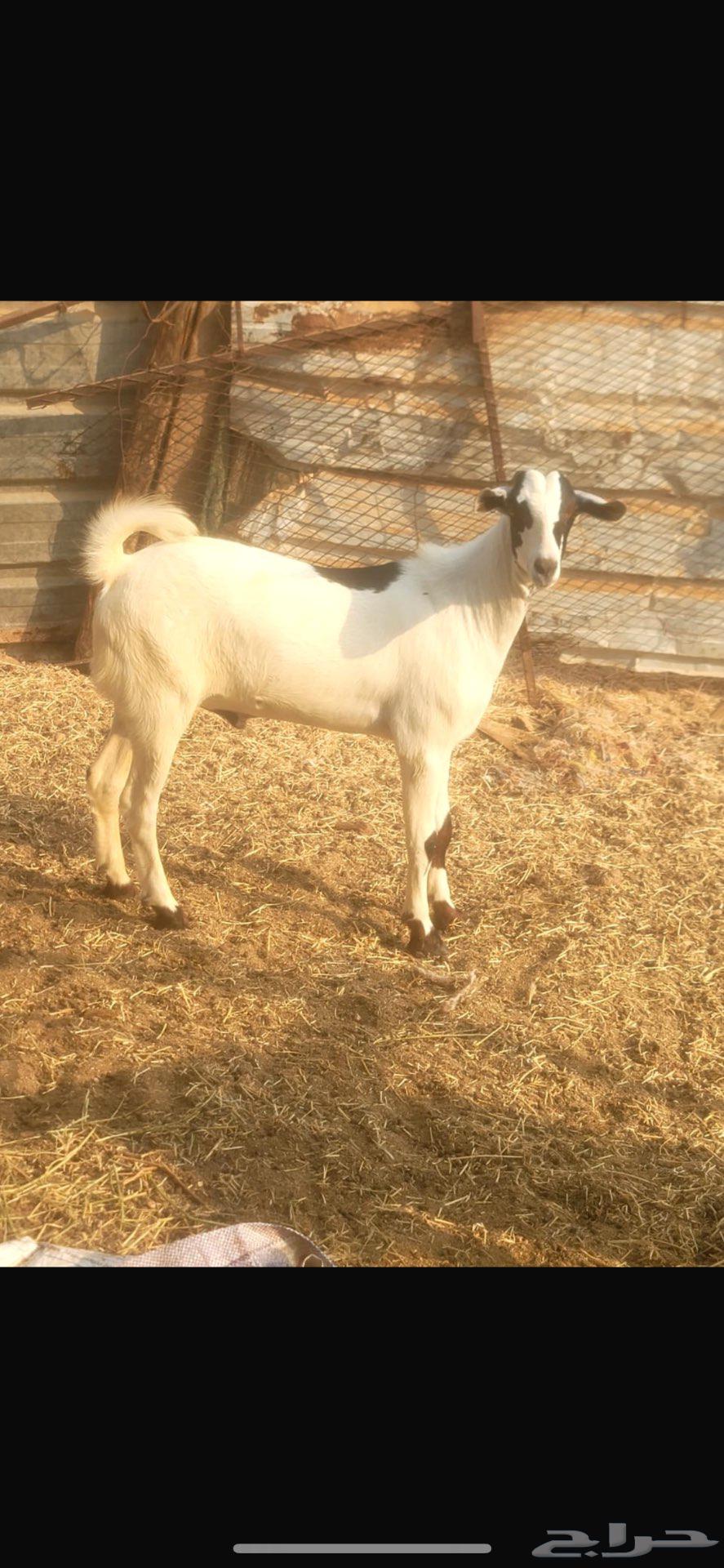 تيوس بلديه جذعان ع الشرط متوفر تابي وتمارا64591177836546112