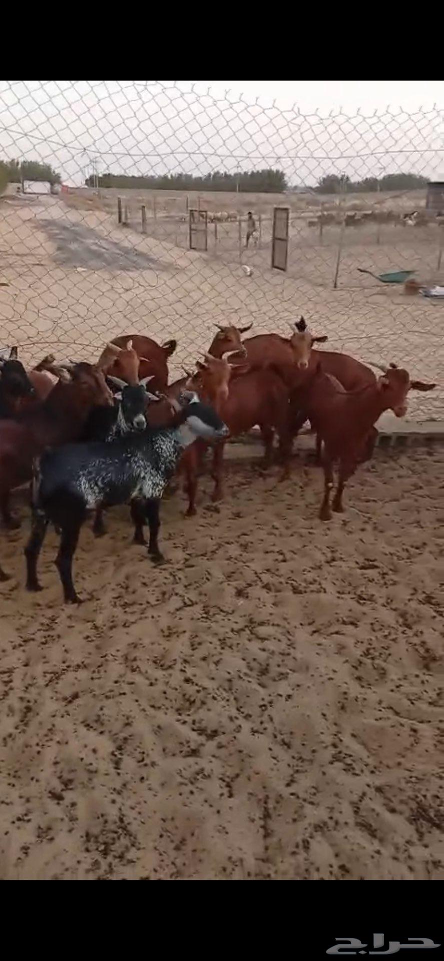 تيوس عدد 13- مغلقه ((( أنباعت )))64594601892993110