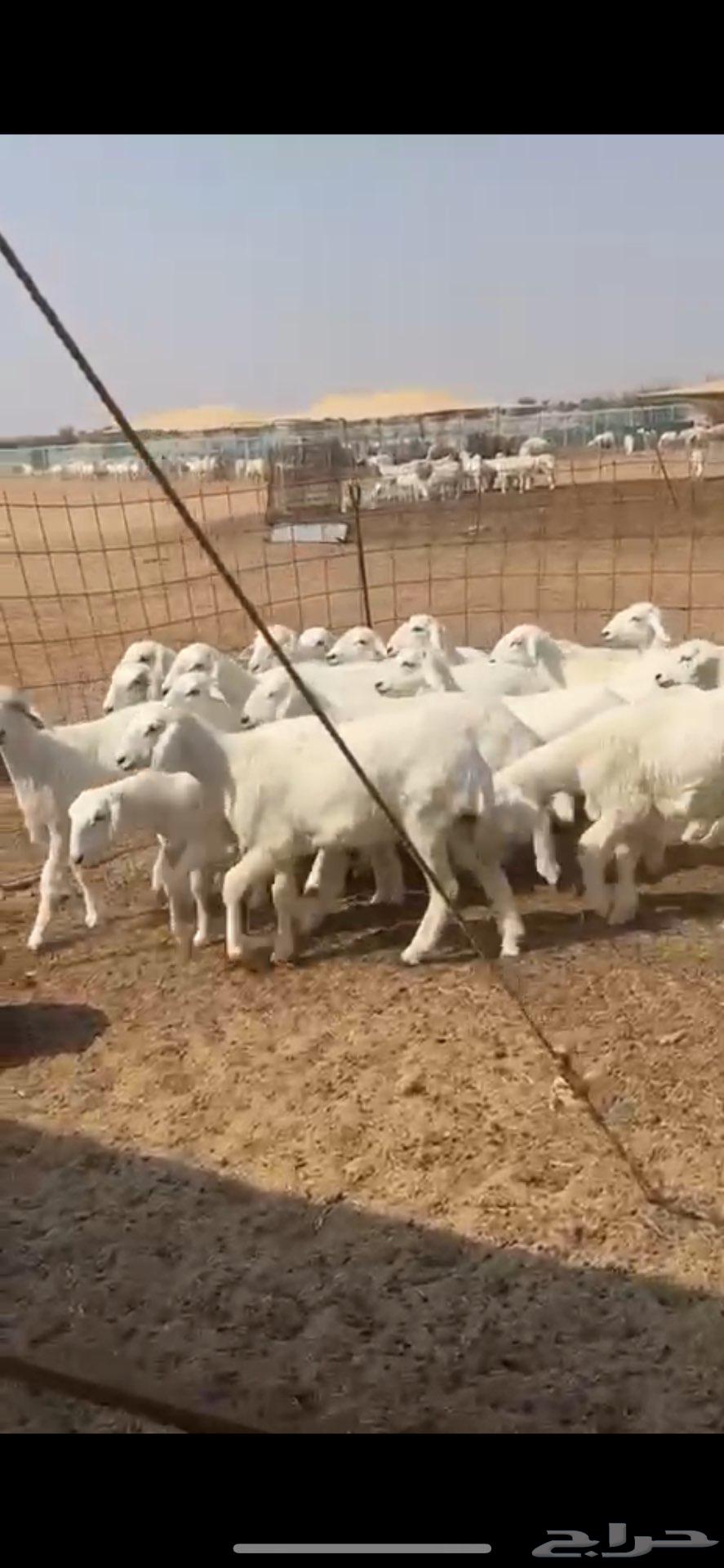 Free lamb with hair and shape suitable for sacrifice64596216144257114