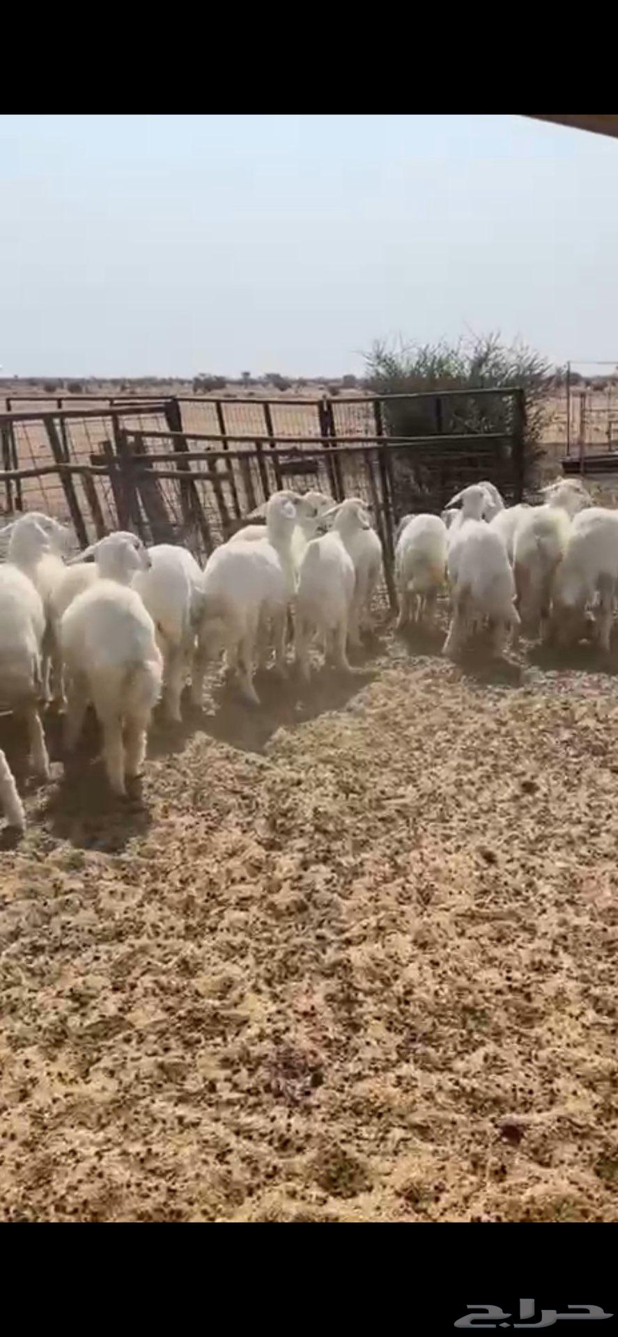 Free lamb with hair and shape suitable for sacrifice64596216144257113