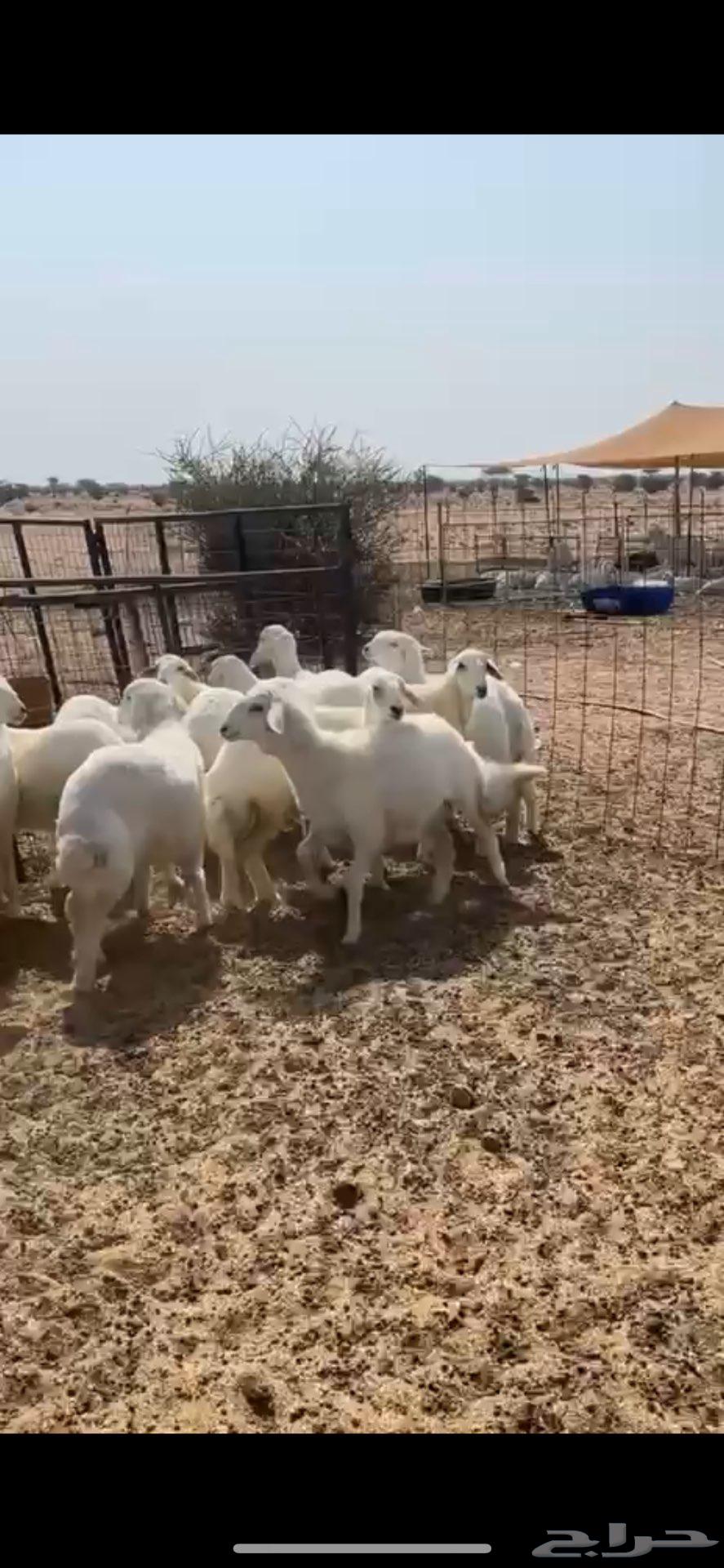 Free lamb with hair and shape suitable for sacrifice64596216144257110