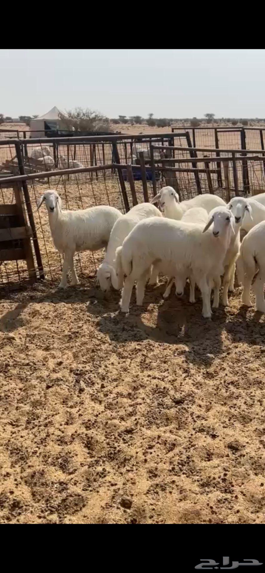 Free lamb with hair and shape suitable for sacrifice64596216144257112