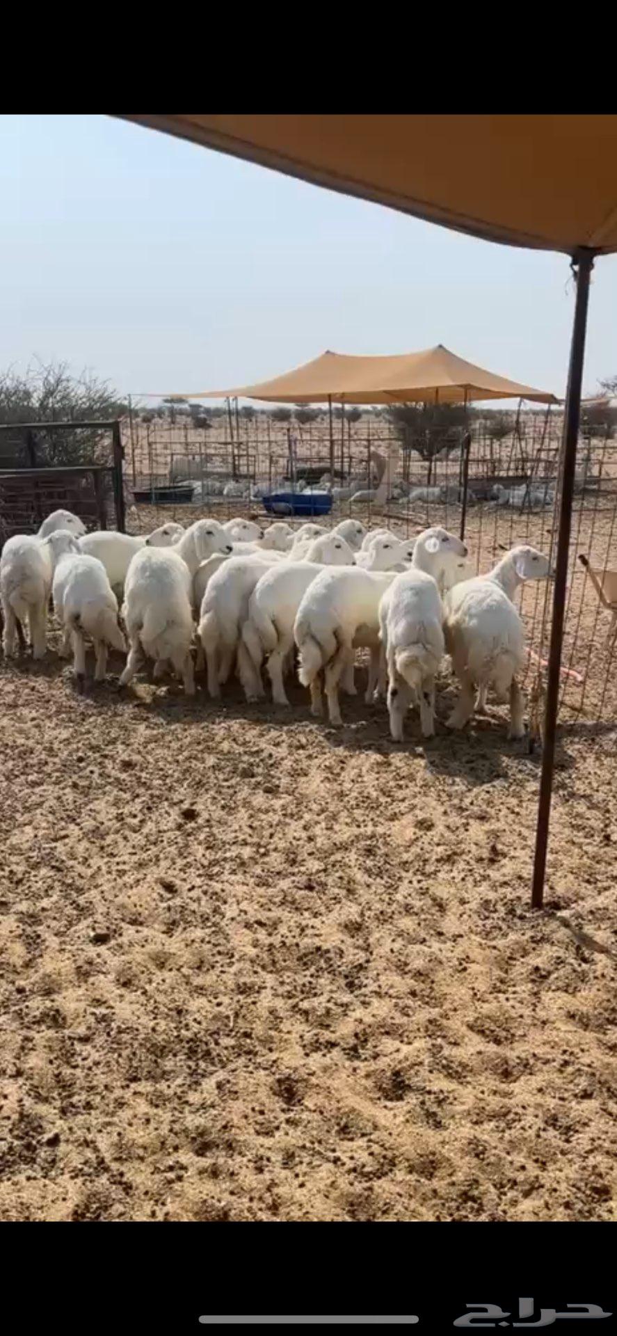 Free lamb with hair and shape suitable for sacrifice64596216144257111