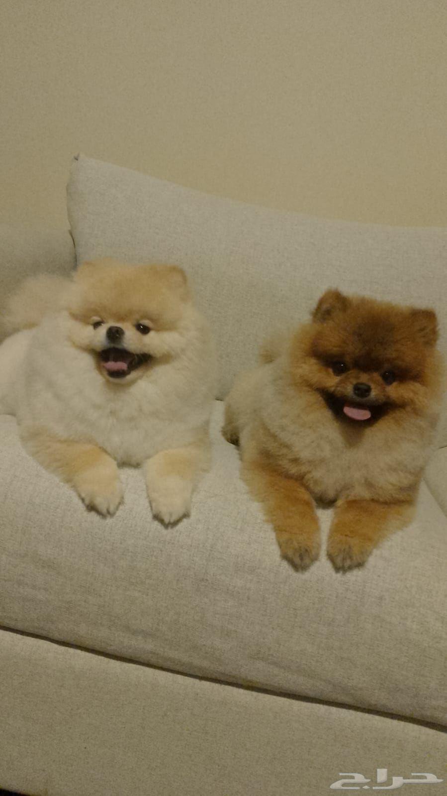 بومرينيان64596042600835110