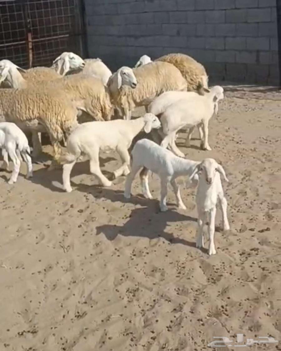 ( تم البيع) 7 رخال فواخر يتبعها 7 من الصياد في أملج64590454530947111