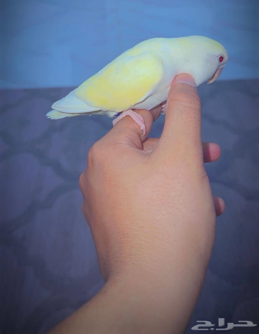 انثى روز اليفه64595598999553111