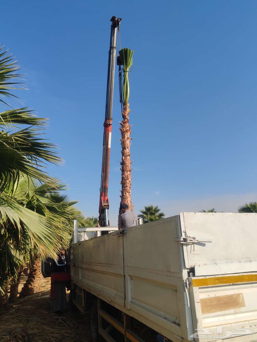 نخل واشنطن واشنطني64156686399874112