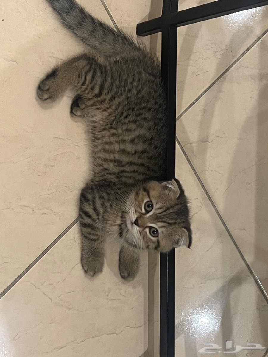 قط سكوتش فولد للبيع64583158098691110