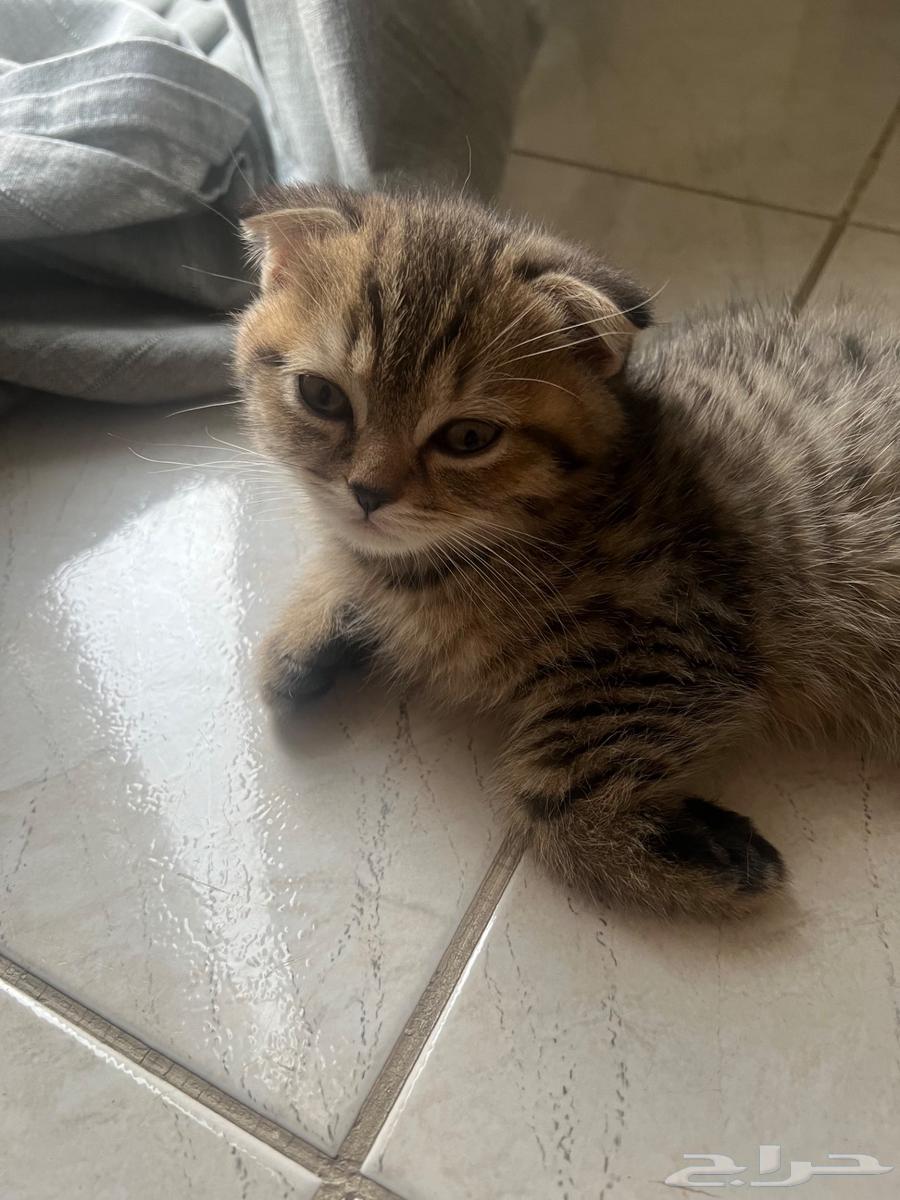 قط سكوتش فولد للبيع64583158098691112