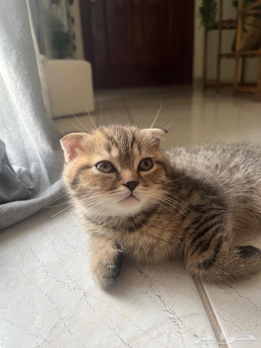 قط سكوتش فولد للبيع64583158098691113