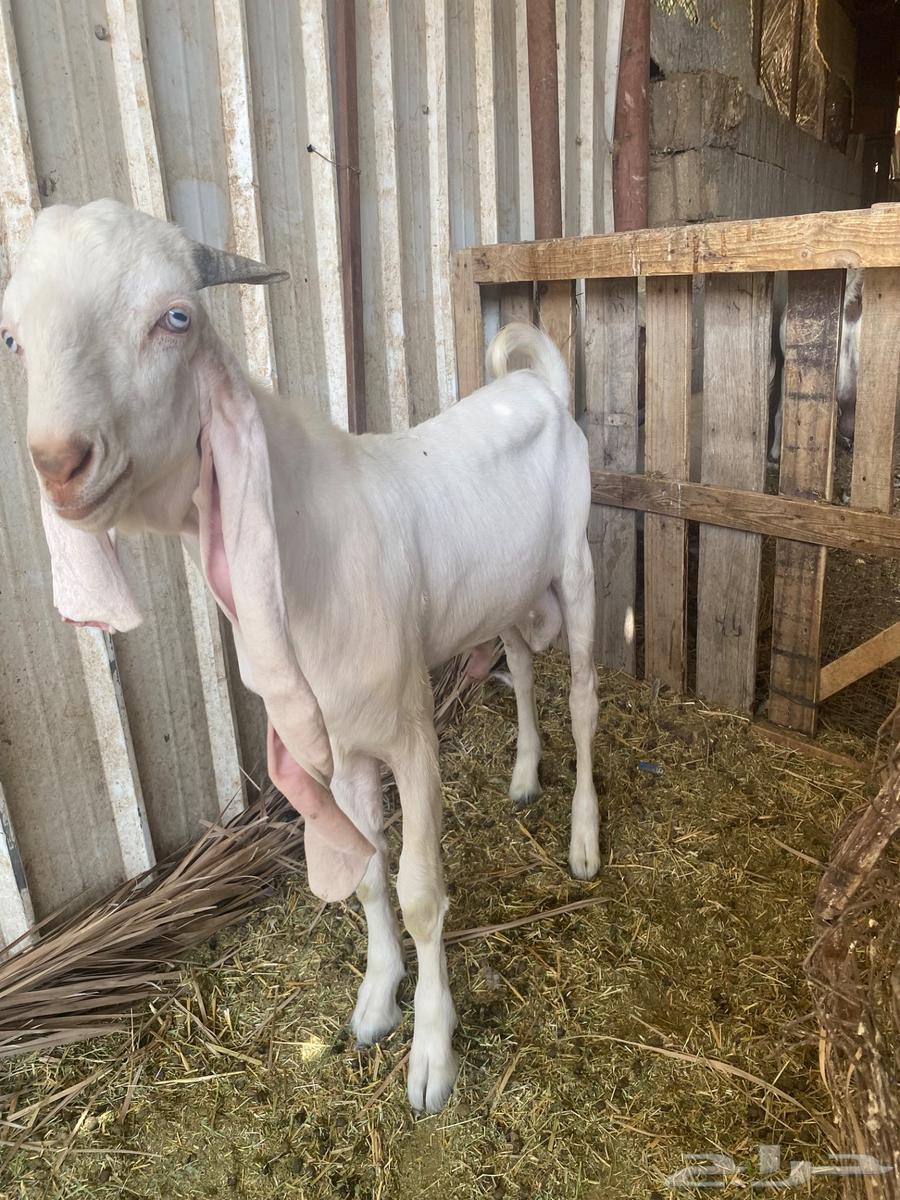 للبيع تيس هولندي64590922908547111