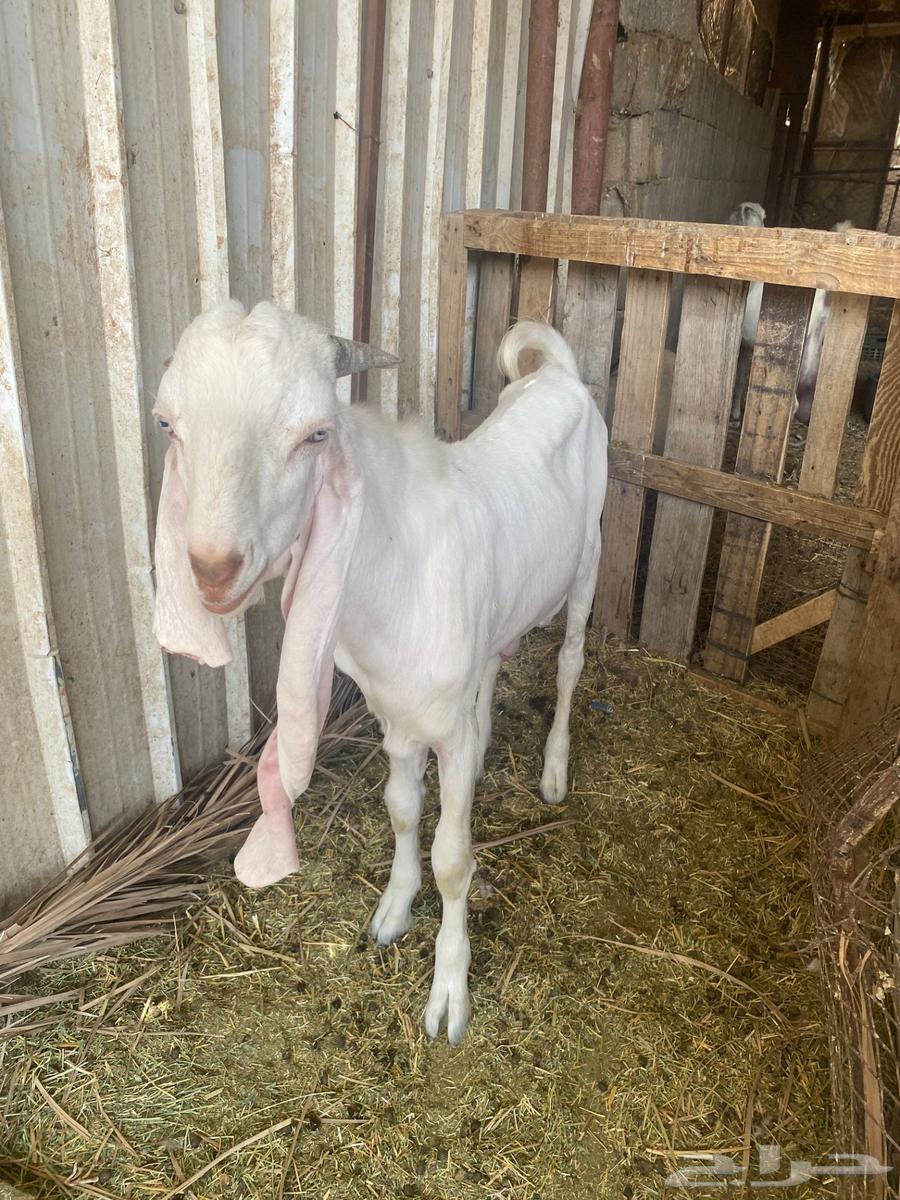 للبيع تيس هولندي64590922908547110