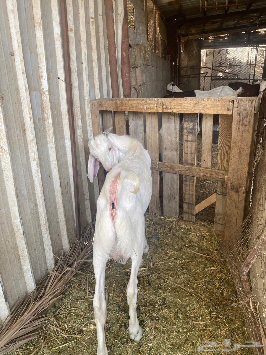 للبيع تيس هولندي64590922908547112