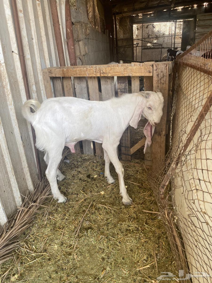 للبيع تيس هولندي64590922908547113