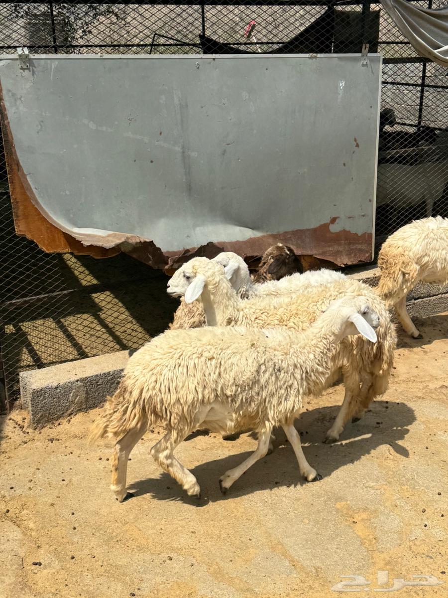 7 رخال للبيع جملة وتفريد64590935177858112