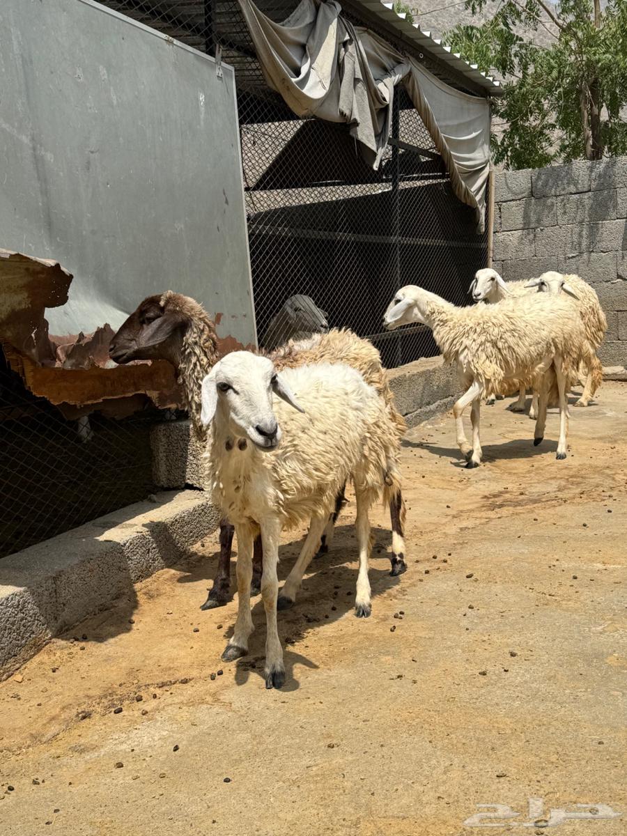 7 رخال للبيع جملة وتفريد64590935177858114