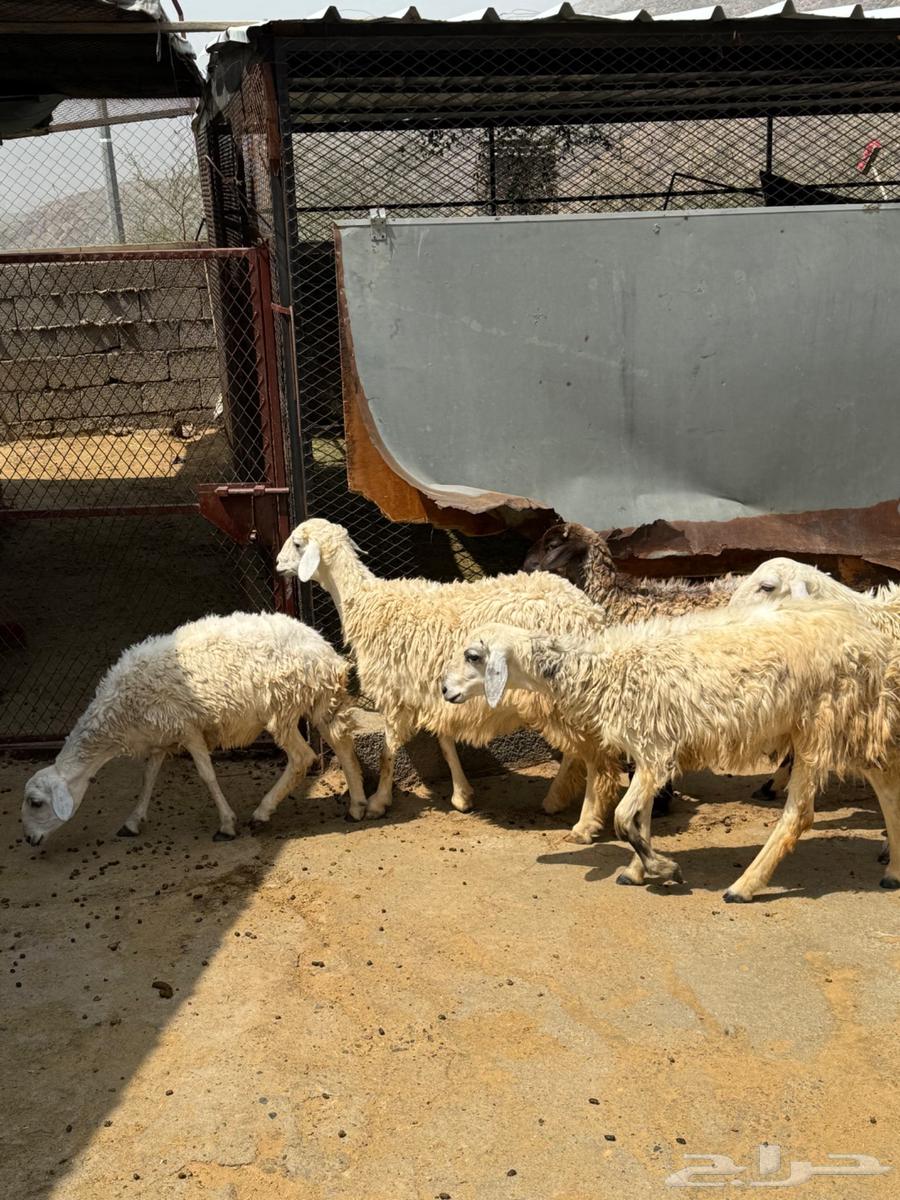 7 رخال للبيع جملة وتفريد64590935177858113